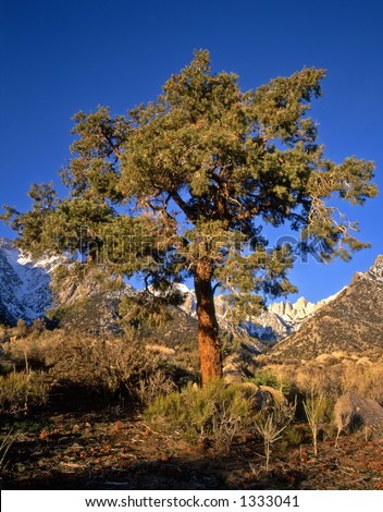 Mount Whitney, the tallest mountain in the lower 48 states, and a pine tree in the Alabama Hills outside of Lone Pine, California.