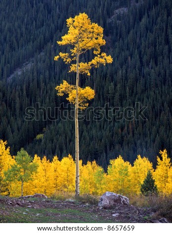 A tall aspen tree in the White River National Forest of Colorado.