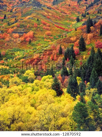 Fall colors on a hillside in the Wasatch-Cache National Forest, Utah.