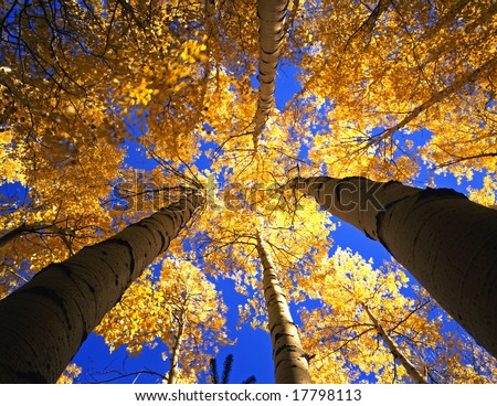 Looking up at a canopy of yellow leaves, formed by aspen trees in Colorado's Arapaho National Forest, photographed during the autumn season.