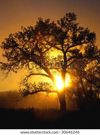 The morning sun shining through a cottonwood tree.