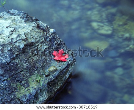 Red leaf on rock in river.