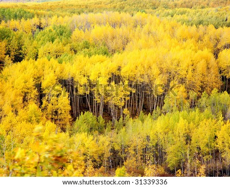 A forest of aspen trees near Kebler Pass in the Gunnison National Forest of Colorado.