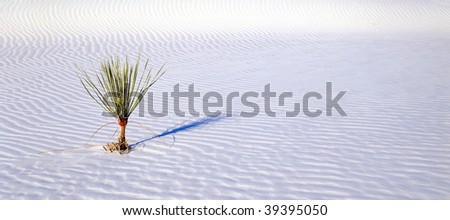 A small soap-tree yucca plant growing in the white sand of White Sands National Monument located in New Mexico.