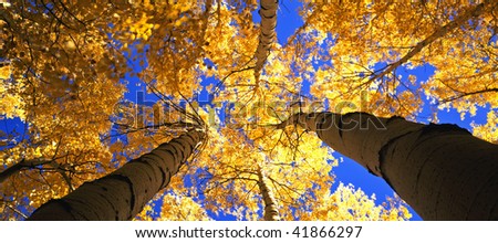 Looking up at a canopy of yellow leaves, formed by aspen trees in Colorado's Arapaho National Forest, photographed during the autumn season.