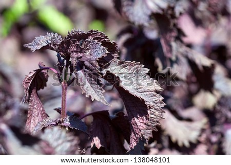 purple leaves of Perilla frutescens