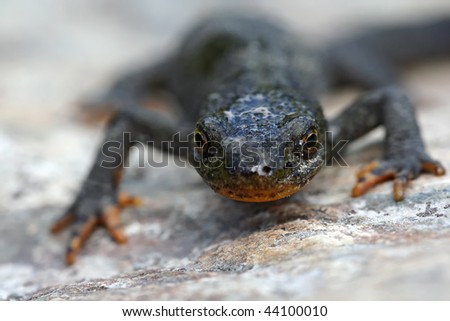 alpine newt