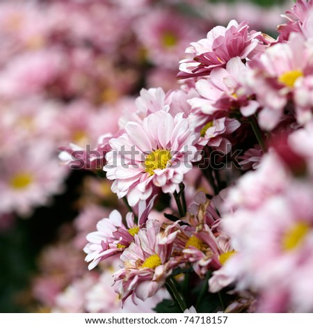 Purple Chrysanthemum Flower