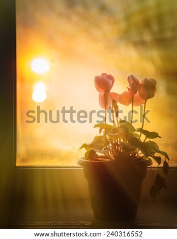 At a window stand flowers, behind a window a sunny evening.