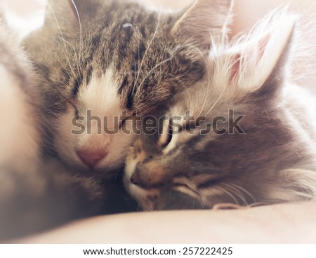 Mother cat hugging and sleeping little kitten, soft focus