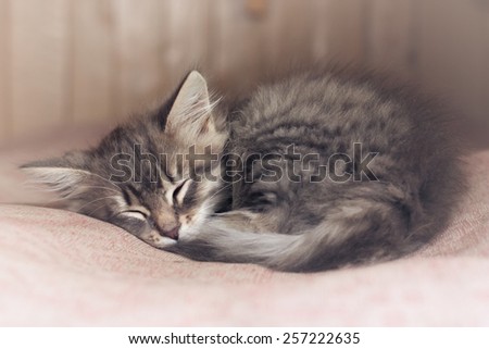 Small kitten sleep on sofa, soft focus