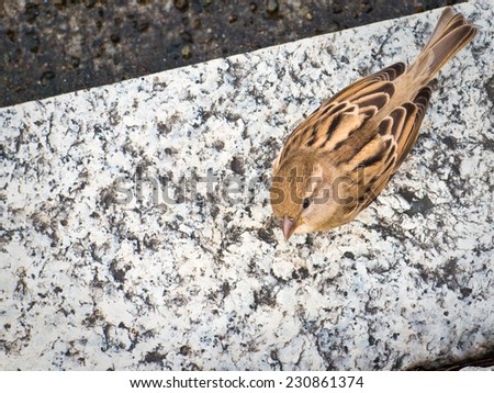 A female Italian sparrow similar to a normal House Sparrow