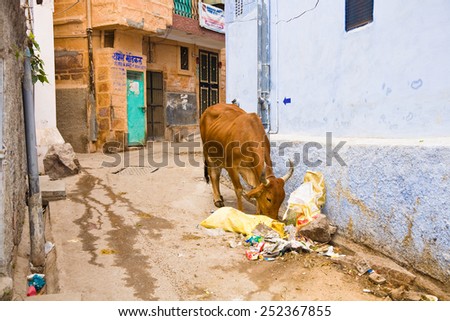 Jodhpur, India - January 1, 2015 : A cow, an animal holy to India\'s Hindus, roaming freely through the streets of Jodhpur searching for food in the rubbish, Rajasthan, India