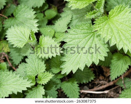 Young green leaves of a bunch of stinging nettles
