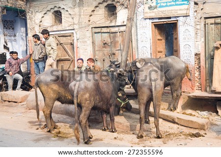 Agra, India - January 10, 2015 : An urban street scene in the Kinari Bazaar of Agra with indian people and water buffalo
