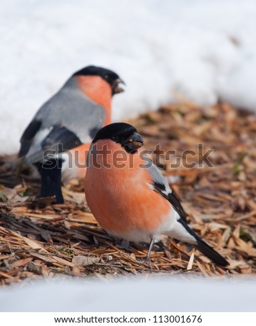 Bullfinches on the earth with maple seeds