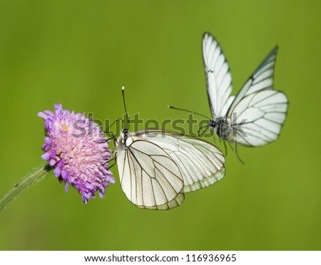 Black-veined White butterflies on a flower of Field Scabious