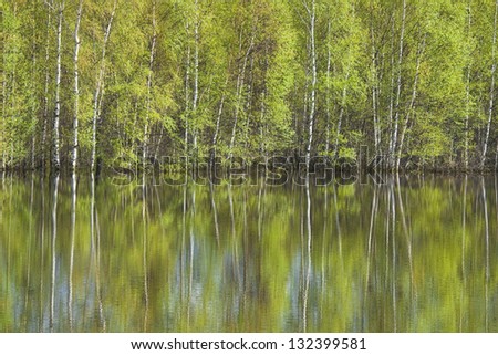 Spring blossoming birch trees reflected in water