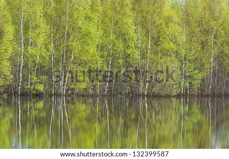 Spring blossoming birch trees reflected in water