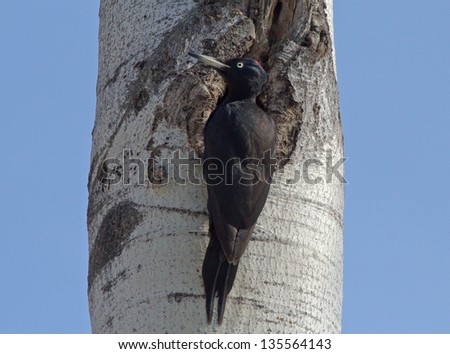 Black Woodpecker on the stem