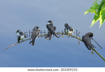 Sand martins on the branch