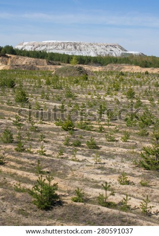 Planted pine in sand quarry near Voskresensk, Russia