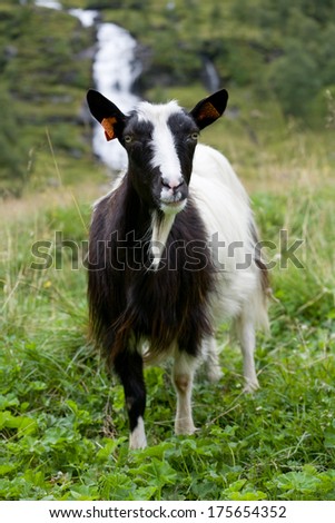 white and black goat with orange tags in ears standing on green meadow background