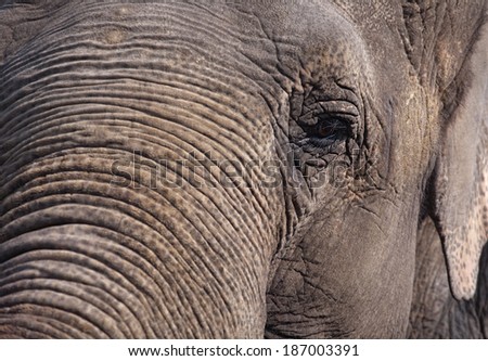 closeup portrait of elephant snout, sad eye and trunk skin details