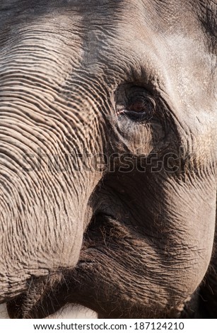 closeup portrait of elephant face, sad eye and trunk skin details