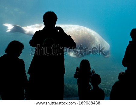 black people silhouettes on big blue oceanarium glass with swimming walrus background