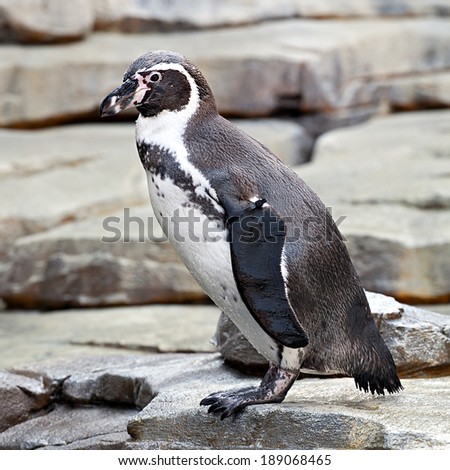 small penguin with ringed wing standing full-length closeup side view on stone rocks background