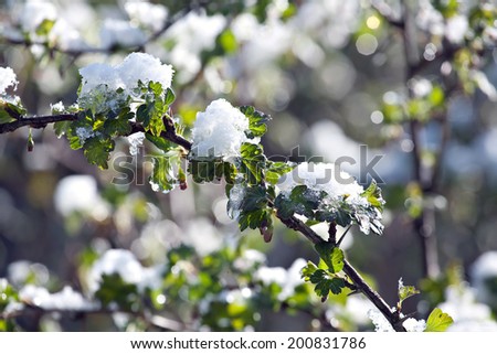 branch of gooseberry bush with green leaves under sudden snow on outdoor background