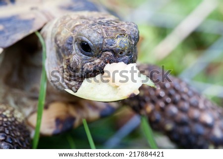tortoise with piece of apple in the mouth closeup