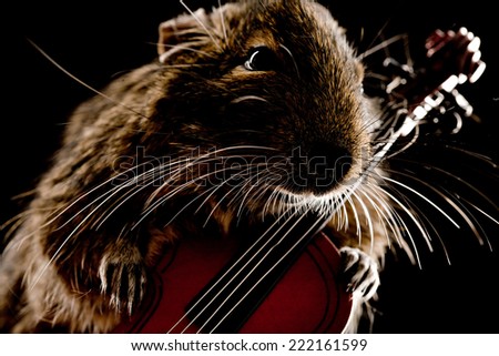 degu pet with viola isolated on black background