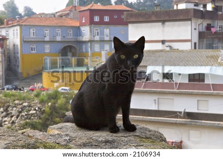 black skinny cat