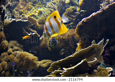clownfish among underwater plants and corals