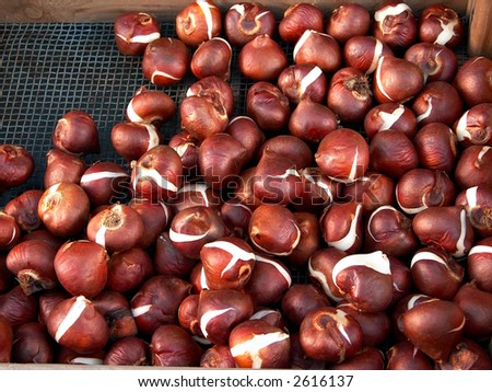 closeup of tulip onions