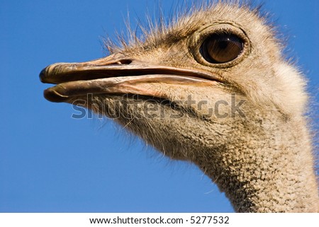 close-up portrait of the ostrich looking left on blue clean sky background