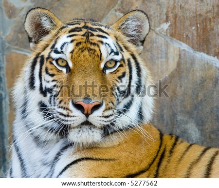 Tiger Big