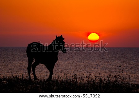 silhouette of a horse on sea sunset background