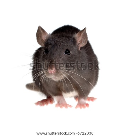 Rat Close Up
