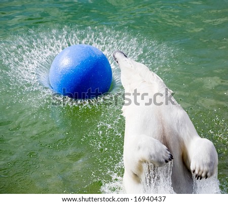 big polar bear jumping in water with ball