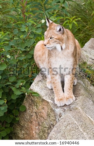 wild lynx sitting on the rock. high angle view.