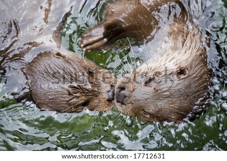 two otters swimming face to face in water closeup