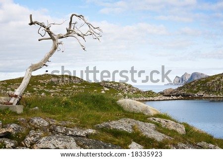big dry tree on norwegian fjord and cloudy sky background