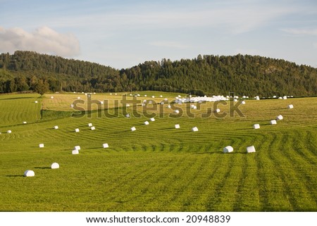 hay packed into packages on green field, Norway