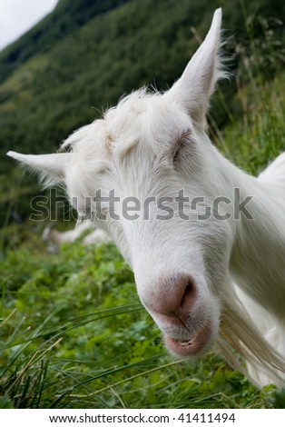 Portrait of a funny goat blindly on a green meadow