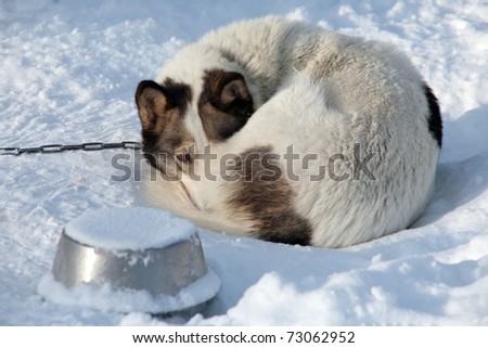 sad dog lying on snow with melancholy look of brown eyes