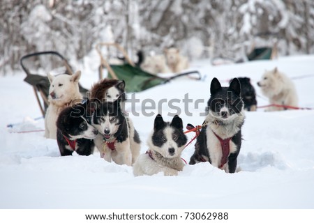 sled dogs of Chukchi husky breed taking a rest