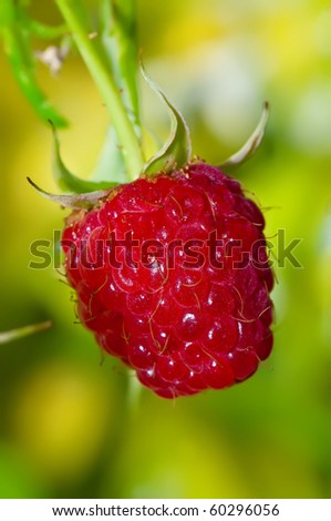 red raspberry on the raspberry bush